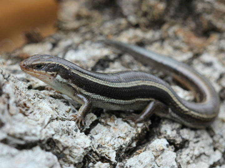 Western Skink